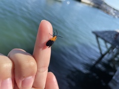 Lycomorpha pholus