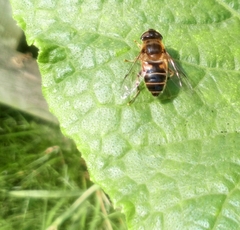 Eristalis pertinax