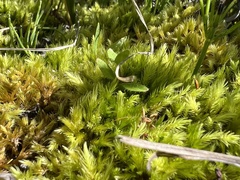 Aulacomnium palustre