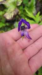 Aconitum delphiniifolium