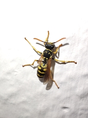 Polistes