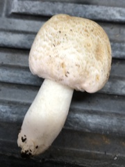 Hypomyces hyalinus