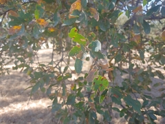 Quercus douglasii