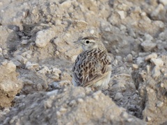 Calandrella brachydactyla