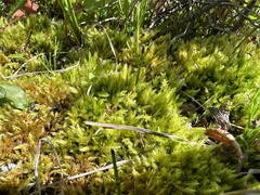 Aulacomnium palustre