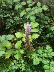 Agastache foeniculum