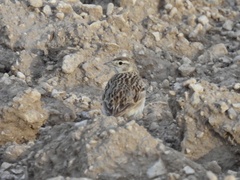 Calandrella brachydactyla