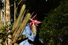 Billbergia zebrina