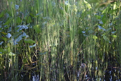 Equisetum fluviatile