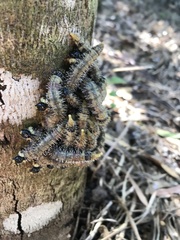 Symphyta