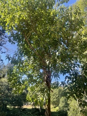Populus trichocarpa