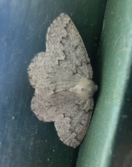 Sabulodes packardata