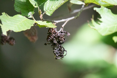 Taphrina robinsoniana