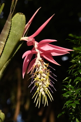 Billbergia zebrina