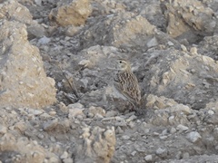 Calandrella brachydactyla