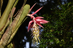 Billbergia zebrina