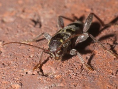 Xylotrechus colonus
