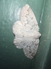 Sabulodes packardata