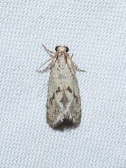 Acrolophus occidens