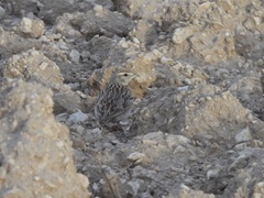 Calandrella brachydactyla