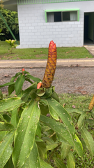 Costus woodsonii