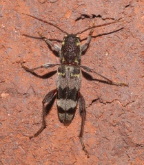 Xylotrechus colonus