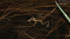 Lithobates lenca