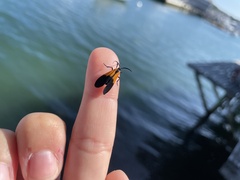 Lycomorpha pholus