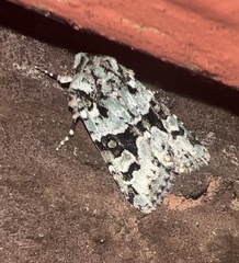 Lacinipolia strigicollis