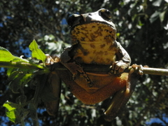 Mourning Tree Frog photo 5