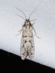 Acrolophus occidens