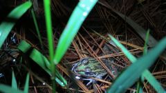 Lithobates lenca