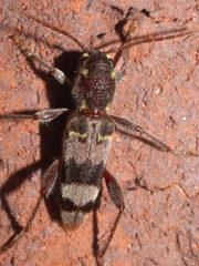 Xylotrechus colonus