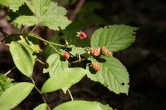 Rubus allegheniensis