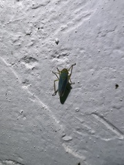 Cicadella