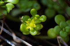 Sedum formosanum