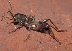 Xylotrechus colonus