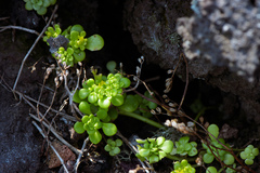 Sedum formosanum