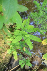 Adiantum aleuticum