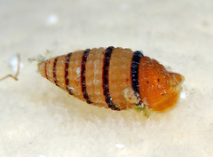 Cerithiopsidae
