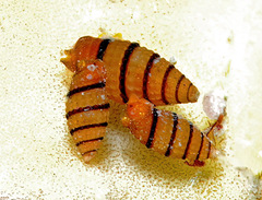 Cerithiopsidae