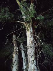 Eucalyptus camaldulensis