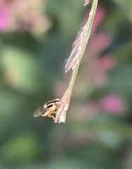 Thaumatomyia