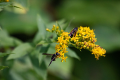 Ancistrocerus adiabatus