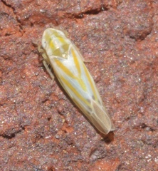 Erythridula