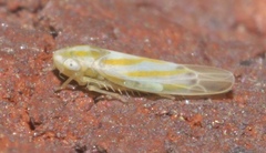Erythridula