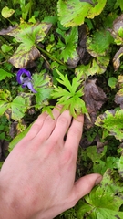 Aconitum delphiniifolium