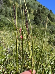 Carex aquatilis