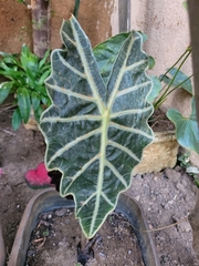 Alocasia amazonica
