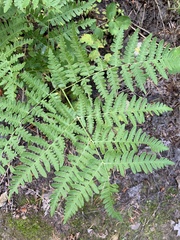 Pteridium aquilinum pubescens